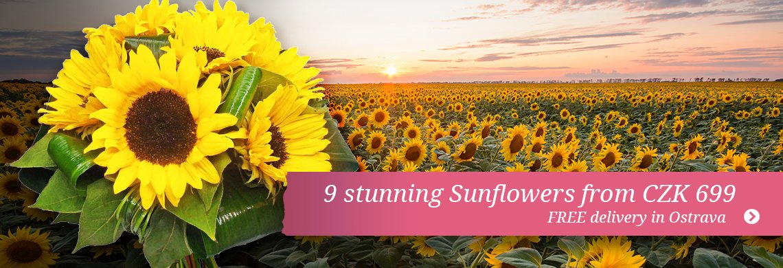 Sunflowers | NIKA Ostrava