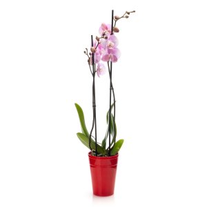 Pink Orchid (2 stem)