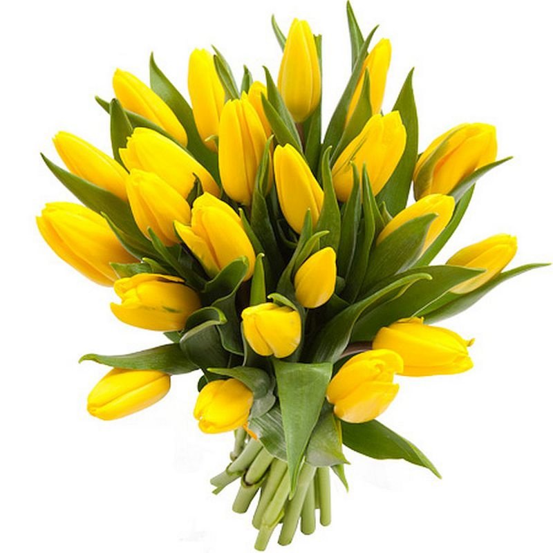 Žluté tulipány vlastní počet